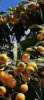 66852_1748282833_Screenshot 2025-05-26 at 19.50.03.png